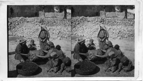 Crushing olives with Fragment of ancient columns from the ruins of Mizpah. Palestine