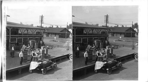 Bringing Blackberries to the Cannery on a Great Fruit Farm at Puyallup, Washington