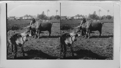 Domesticated Egyptian Buffalo in the Fields near Cairo