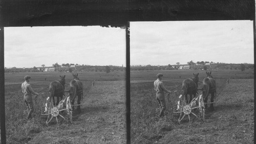 Digging potatoes with horse drawn potato digging machine, Upper Canard, Canada, Kentville, N.S