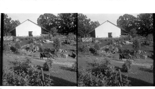 Near Newport, N.C. A mountain farm in the eastern foothills of the Great Smokies