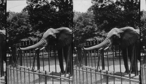 Elephant in National Zoological Park in Rock Creek Park, Wash., D.C