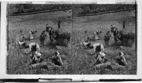 Barley Harvest near Bethlehem, Palestine