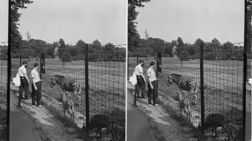 The Zoo, Bronx Park, New York City. Dunn N.Y.C