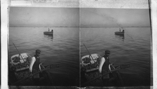 Raking Oysters from Beds, Chesapeake Bay, Md