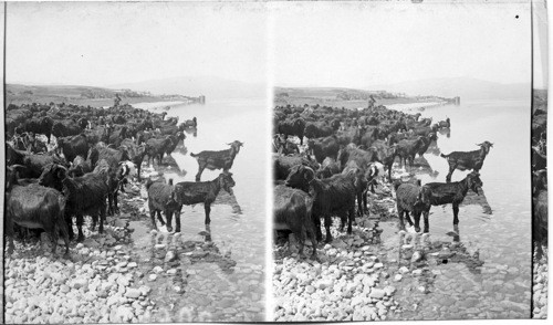 Goats on the shore, beside the Galilee. Palestine