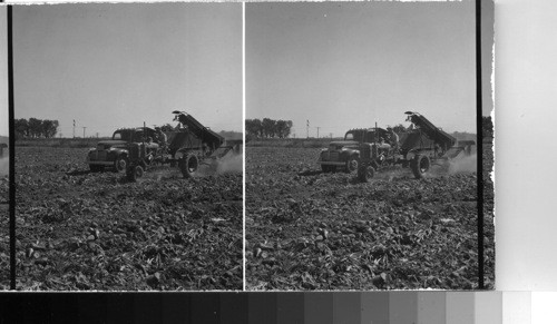 Sugar Beets Loading Truck with Machine near Lexington, Neb