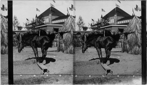 Trained horse in the Mexican Village. Atlanta Exposition, Georgia