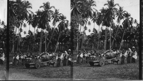 Native Scene In Mindanao, P.I