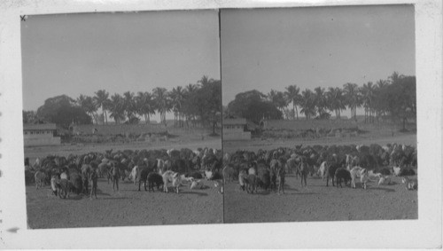 Little Shepherds and their flock of goats. Baroda, India