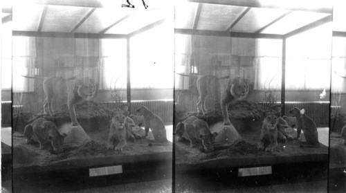 East African Lion, Roosevelt Collection. Washington D.C