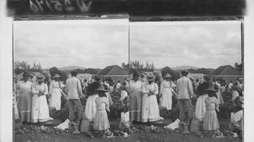 Jamaican women selling their meager produce of vegetables in the Mandeville Market. Jamaica