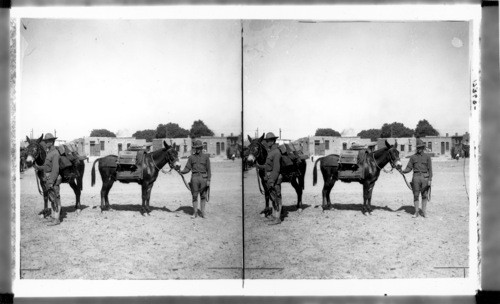 Mexican Uprising Detail of Equipment & a U.S. Machine Gun Co. in Mexico. Each Mule Packs 2,000 Rounds & Ammunition