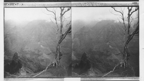 Trail up the mountani [mountain] leading to the tomb of Robert L. Stevenson, Samoa