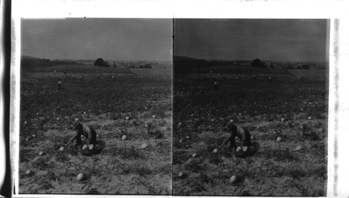 Acres of Luscious Melons, Princeton, Ind