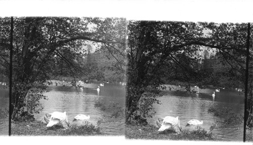 Swans in Spring Grove Cemetery, Cincinnati, Ohio