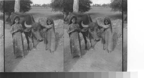 Water buffalo & copt [coptic ?] girls, Luxor, Egypt