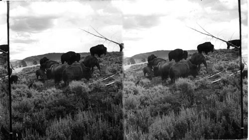 Native Americans - Bison of Buffalo, Mammoth Hot Springs. Yellowstone Natl. Park. Wyoming