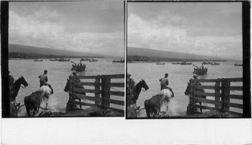 Cattle industry - Is. of Hawaii opening gates to take roped steer to waiting boat. (See similar view 329 of Cowboy Set)