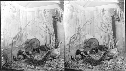 Wild turkeys, Field Museum of Natural History, Chicago