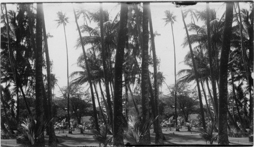 Seaside Hotel Grounds, Honolulu