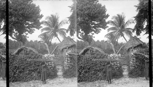 Homes of coolie laborers under the palms, N. to Caribbean Sea. Jamaica