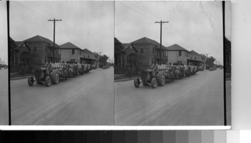 Hauling Cotton to Compress Pant [Plant]. Galveston, Tex