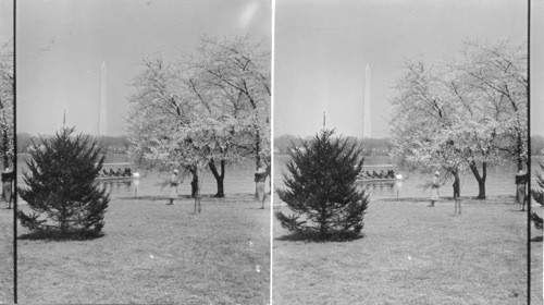 Cherry Blossoms, Wash, D.C