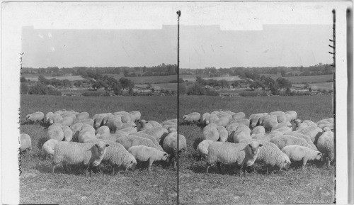 Prize winning sheep in a Michigan pasture. Michigan