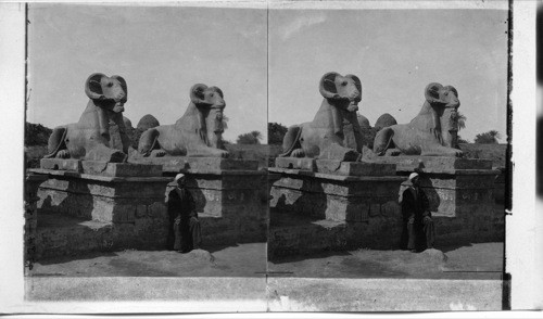 Two Sacred Rams, Karnak, Egypt