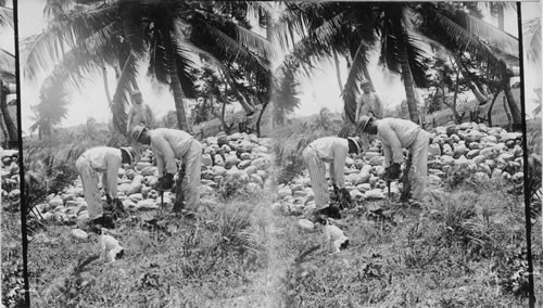 Husking Coconuts. Jamaica