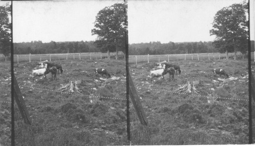 Cows in Rocky Pasture, N. H