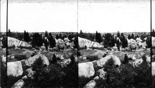 Glacial Boulders in Dogtown Common, Cape Ann. Mass