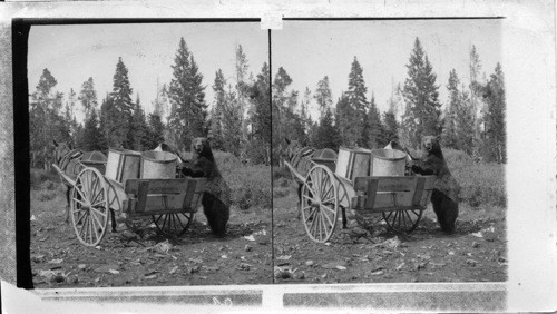 Old Ephrian Helping Himself, Yellowstone National Park
