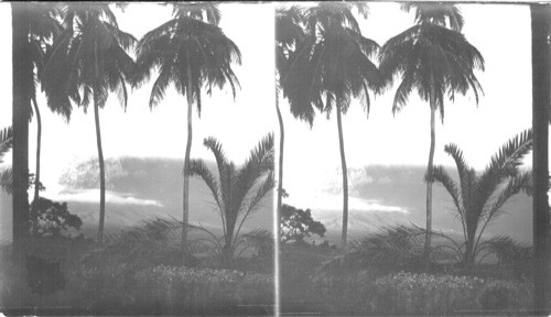 Mont Pelee in Furious Activity As Seen From Assier, Martinique, F.W.I