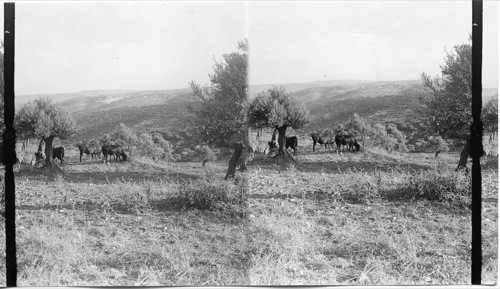 Picturesque Scene in Palestine, Asia