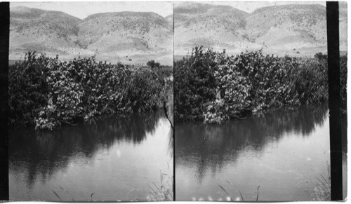 River Kishon, Its Groves of Oleanders and the Carmel Range. Palestine