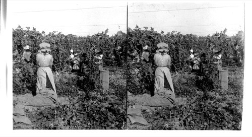 Picking Hops. Oregon