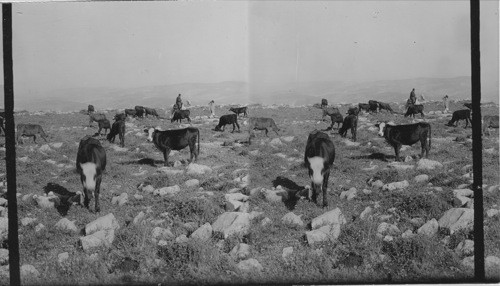 Summit of Ebal to South. Palestine, Asia