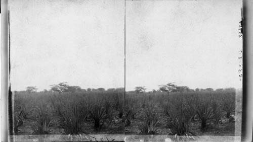 Sisal Hemp Plantation. Yucatan