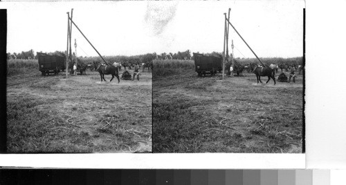 British West Indies - Island of Trinidad - Near Chaguanas: A mule operates the lifting crane as the sugar cane is unloaded from carts carrying it from the fields into rail cars which will take it to the nearby factory for processing