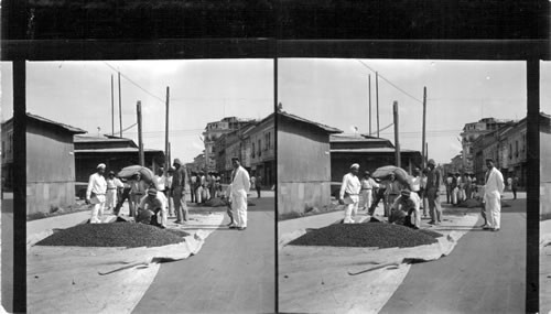 Sacking Cacao In Streets, Guayaquil, Ecuador