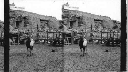 The band of Elks at Chicago's great fair