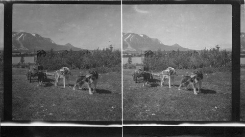 Dog Team Hauling Water. Atlin B.C