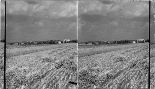 Wheat harvesting in Lancaster County, Pa. Seems to be the best of the bunch. Good of the general landscape... distribution of farms, barns good but home indistinct