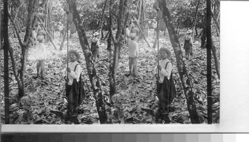 Gathering cacao pods from which chocolate and cocoa are produced. La Clemetina plantation. Ecuador