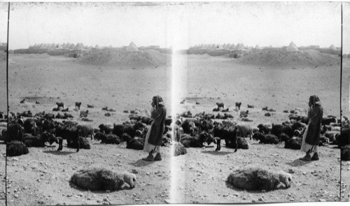 A shepherd and his flock. A Village of bee-hive shaped huts found only North west Syria and northern Mesopotamia. Near Palmyra. Mesopotamia