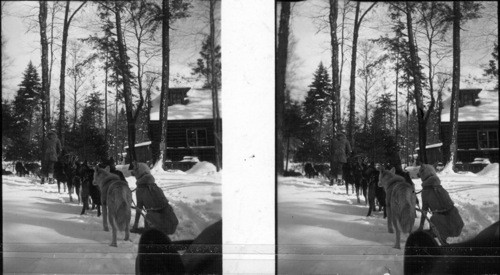 Dog Teams Resting on Trail neat Lake Placid, N.Y