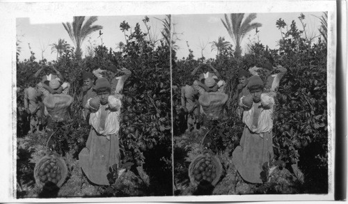 Orange-Pickers Among the Heavily Laden Trees, Jaffa, Palestine