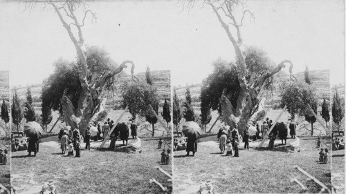 Abraham’s Oak, Plain of Mamre, Palestine